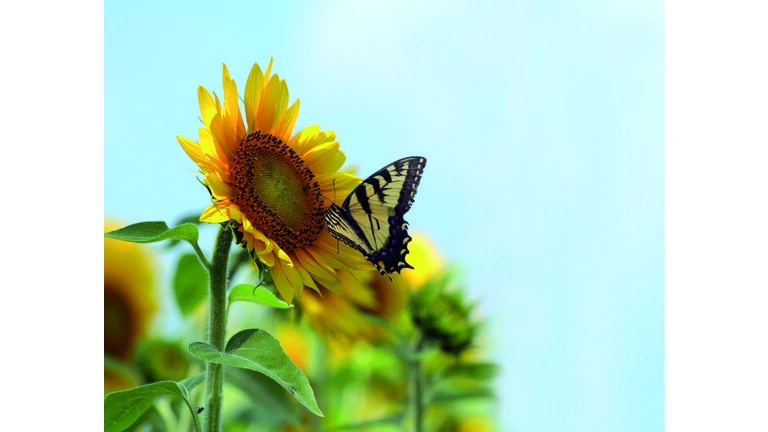 Sommer Farbtöne